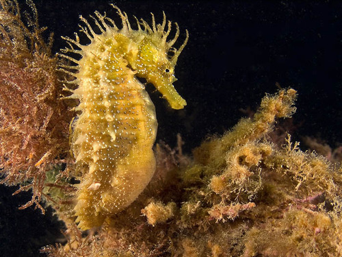 Hippocampus guttulatus